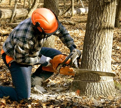 Tree Removal in Shanks, WV